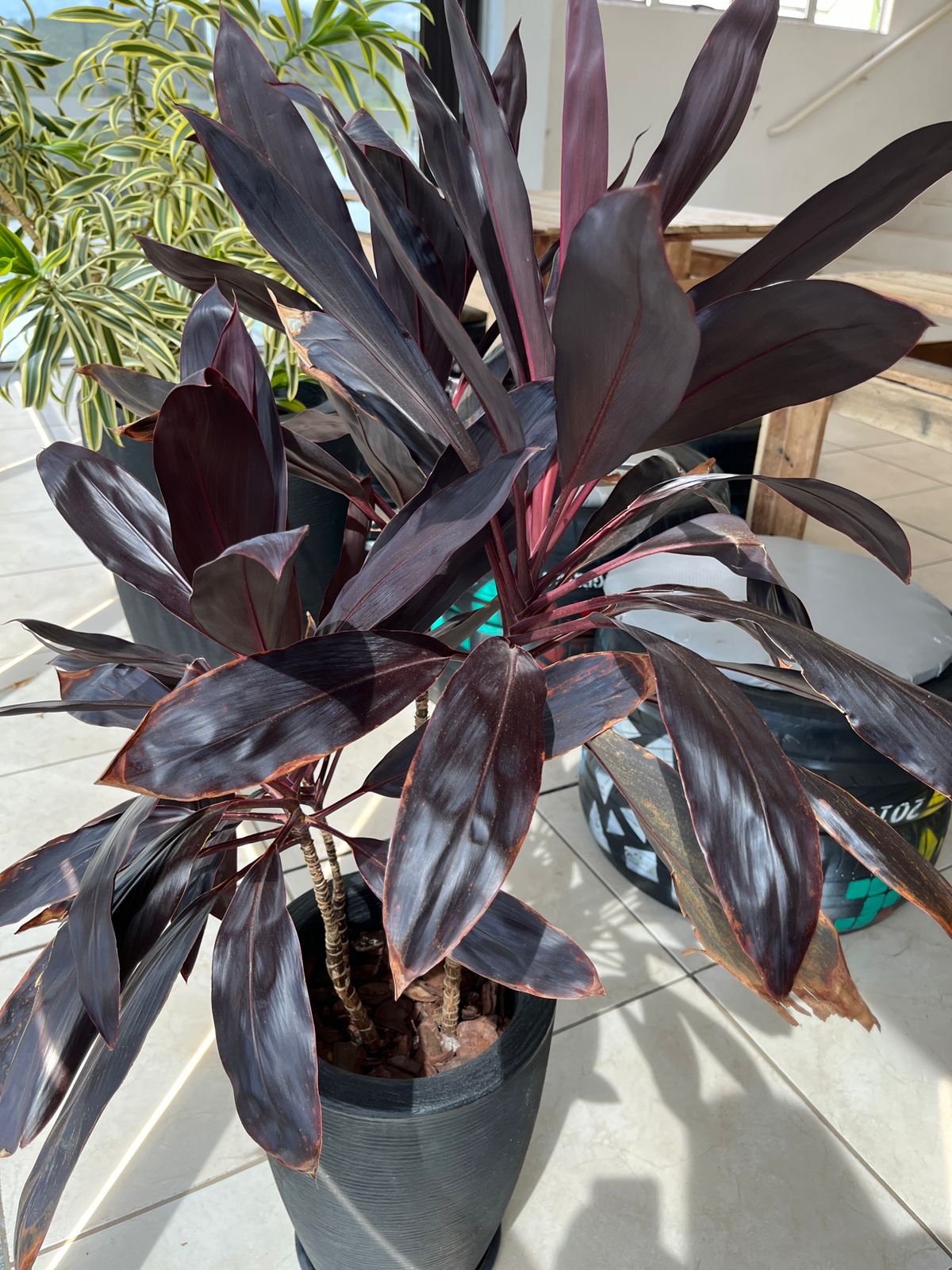 Dracena Vermelha